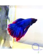 Halfmoon Kampffisch rot- blau, Männchen, Betta splendens
