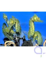 Hippocampus erectus gelb - Seepferdchen