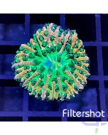 Cycloseris - Rainbow Ultra #RG41