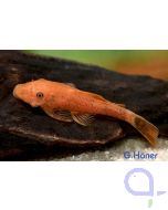 Roter Antennenwels LDA 16 Super Red - Ancistrus sp.