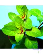 Ludwigia repens 'Rubin' - Detail