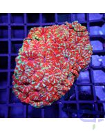 Acanthastrea - Premium Red XL #RG31