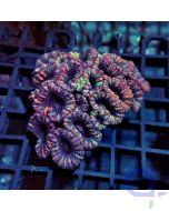 Acanthastrea - Hidden Colour #RG10