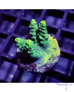 Acropora sp. - Red Planet #RG72