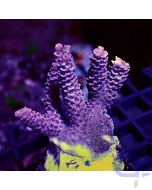Acropora millepora - Orange #RG28
