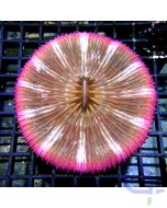 Fungia concinna - Pink XL #RG86