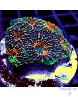 Acanthastrea echinata - Premium Fireworx