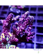 Acropora anthoceris - Purple Blue