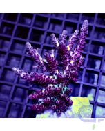 Acropora anthoceris - Multicolor #GN72