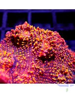 Echinophyllia - Red Fire Premium #GN59