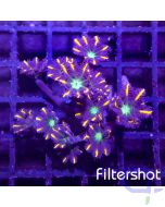 Clavularia - Tricolor #G117
