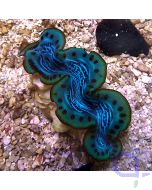 Tridacna maxima - Green Rim #R19