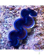 Tridacna maxima - Dark Sky #R15