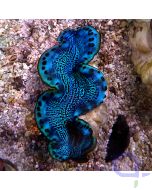 Tridacna maxima - Neon Grid
