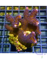 Stylophora - Milka #G174
