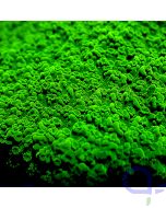 Montipora - GreenGreen #GN48