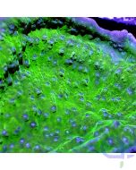 Montipora - Purple Rim #GN78
