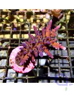 Acropora sp. - Big Joker #GN29