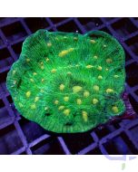 Echinophyllia aspera - Light Orange Eye