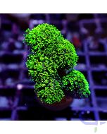 Stylophora - Green Green