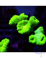Caulastrea - Ultra Neon