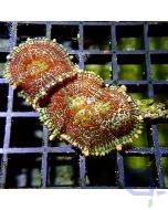Rhodactis - Multicolor #GN66