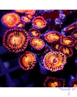 Zoanthus - Pandora #GN45