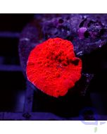 Discosoma - High Red Ultra #GN50