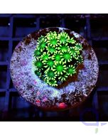 Alveopora - Green #G117
