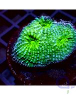 Echinophyllia - Striped Green #G41