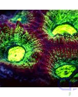 Goniastrea - Apple Eye #G146