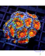 Acanthastrea - Rainbow Ultra