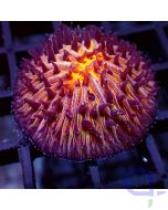 Fungia - Orange #G102