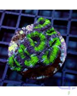 Acanthastrea - Green #G127