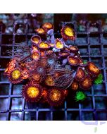 Wild - Zoanthus - Mix #GN90