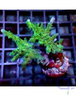 Acropora sp. - Joker #R25