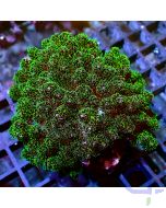 Pocillopora - Big Green #RG05