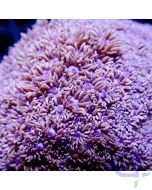Goniopora - Purple Bowl #R53