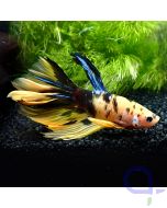 Kampffisch Halfmoon - Yellow Galaxy - Betta splendens *Gn87