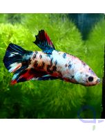Kampffisch Plakat - Galaxy - Betta splendens