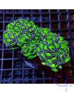 Euphyllia ancora - Bicolor #GN36