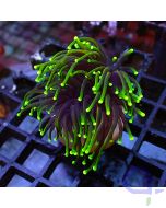 Euphyllia glabrescens- Dragon Soul #R04