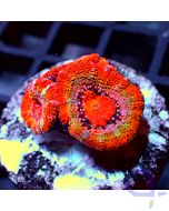 Acanthastrea - Orange Rainbow #23