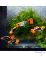 Guppy Red Cap Brazil - Paare
