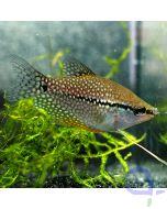 Mosaikfadenfisch - Trichopodus (Trichogaster) leerii