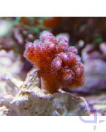Pocillopora damicornis Pink Ableger