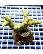 Porites cylindrica - Gelb