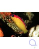 Pictichromis diadema - Diadem-Zwergbarsch