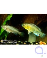 Vielfarbiger Maulbrüter - Pseudocrenilabrus multicolor