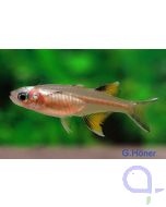 Schmetterling-Regenbogenfisch - Pseudomugil signifer